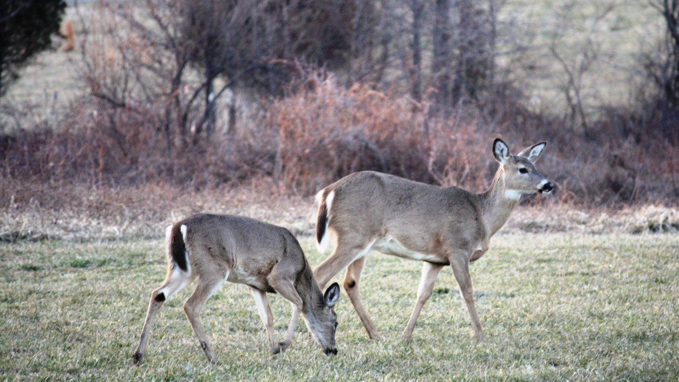 A pair of deer by Jay