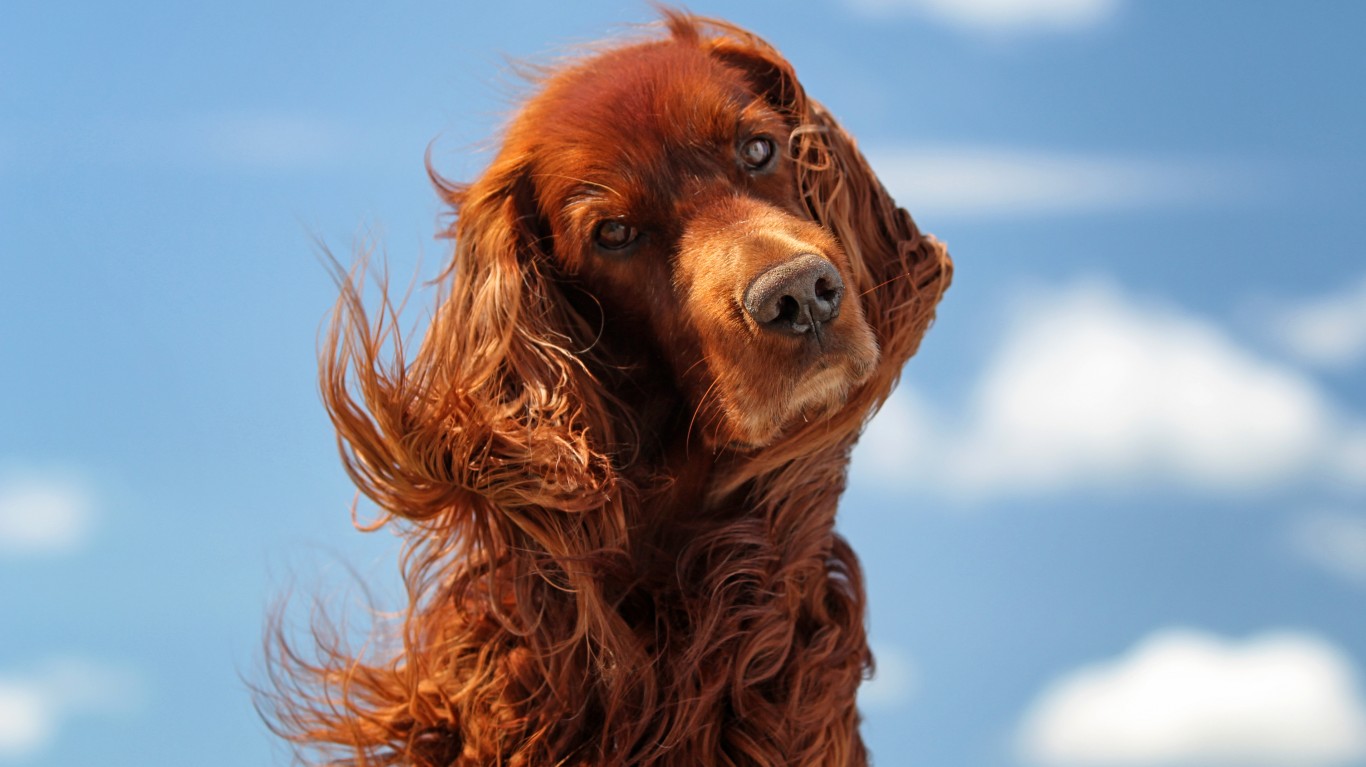 what is the hardest hunting dog breed