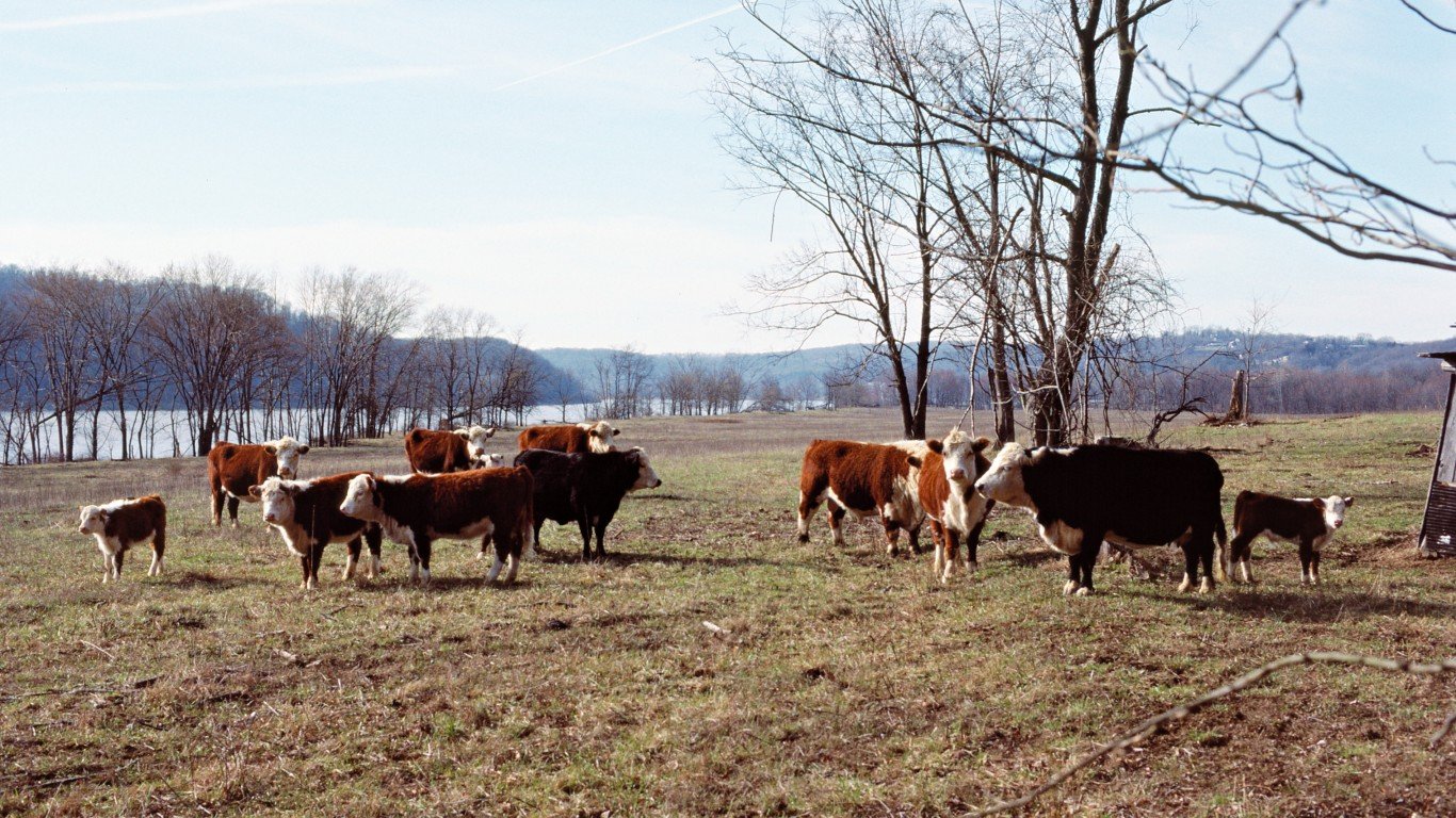 88c082: Cattle near Wyandotte ... by William Alden