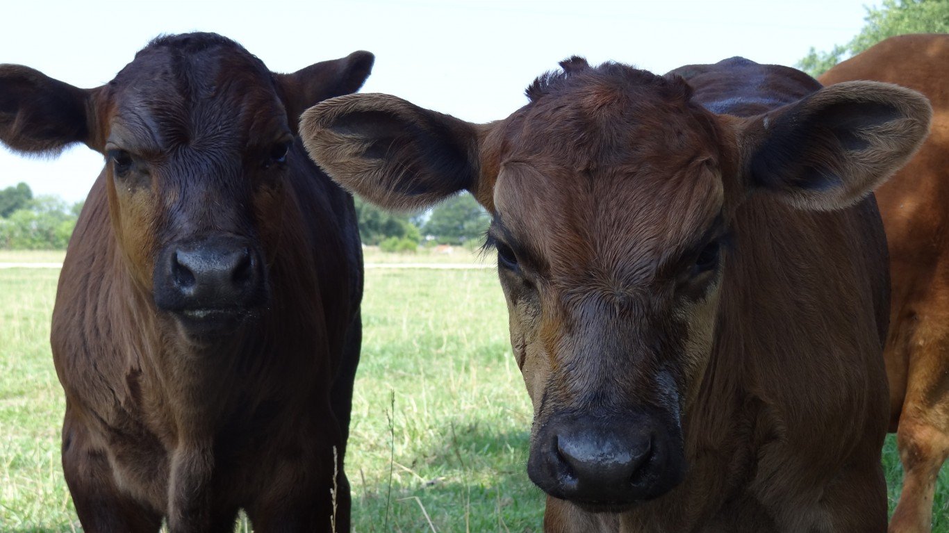 Nosy Calves by Shannon McGee