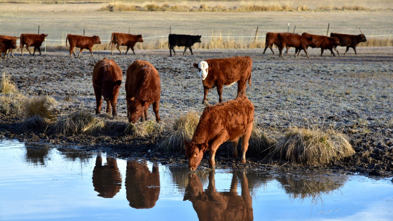 Cattle, Reflection by Larry Lamsa