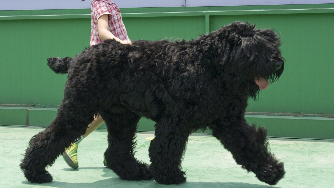 Black Russian Terrier and My D... by Seongbin Im
