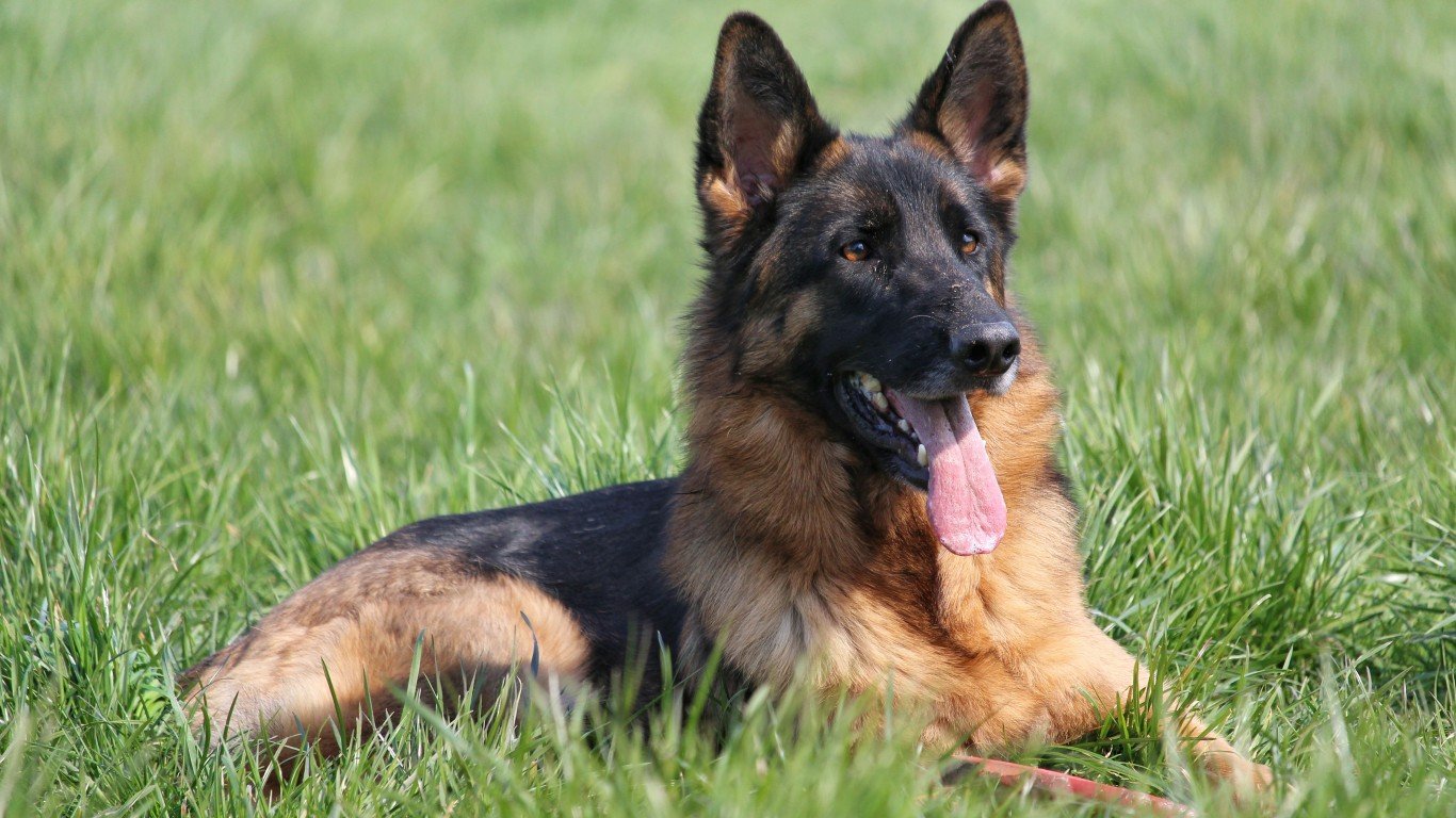 German shepherd dog by Ronoli