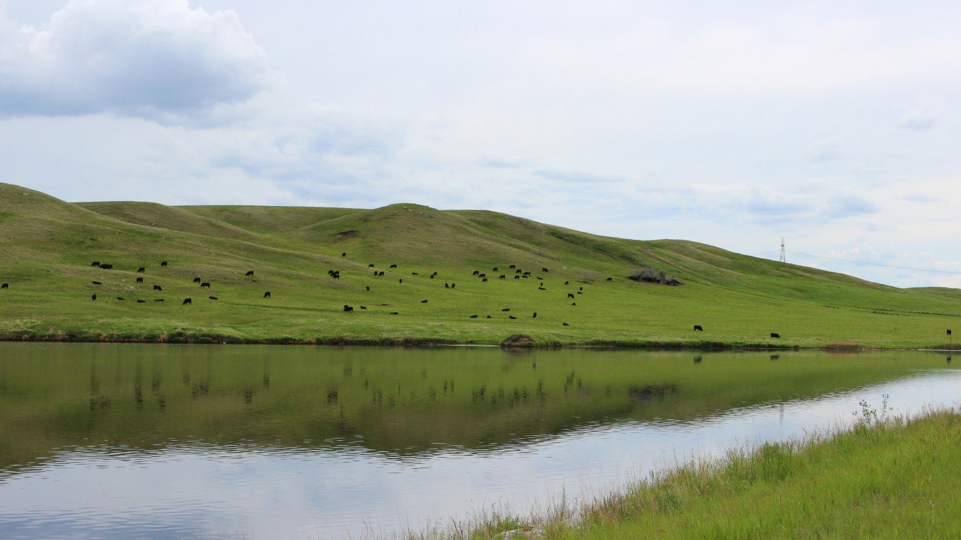 Cattle Grazing Native Prairie ... by USFWS Mountain-Prairie