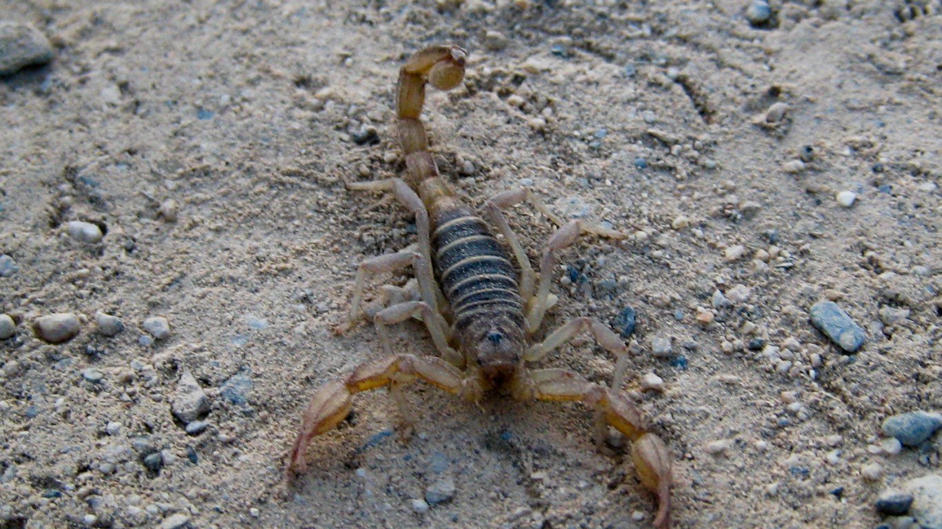 Scorpion by Doug Letterman
