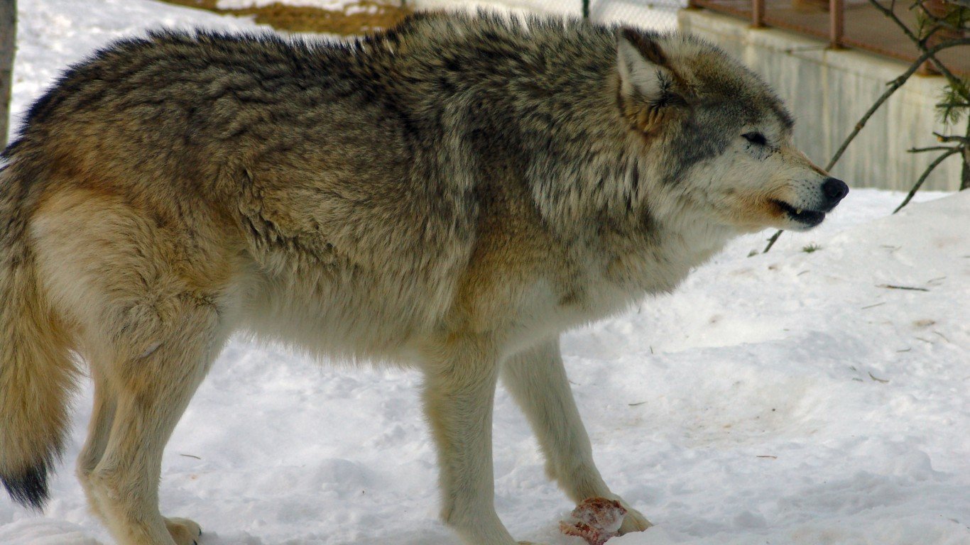 Wolf by Dennis Matheson