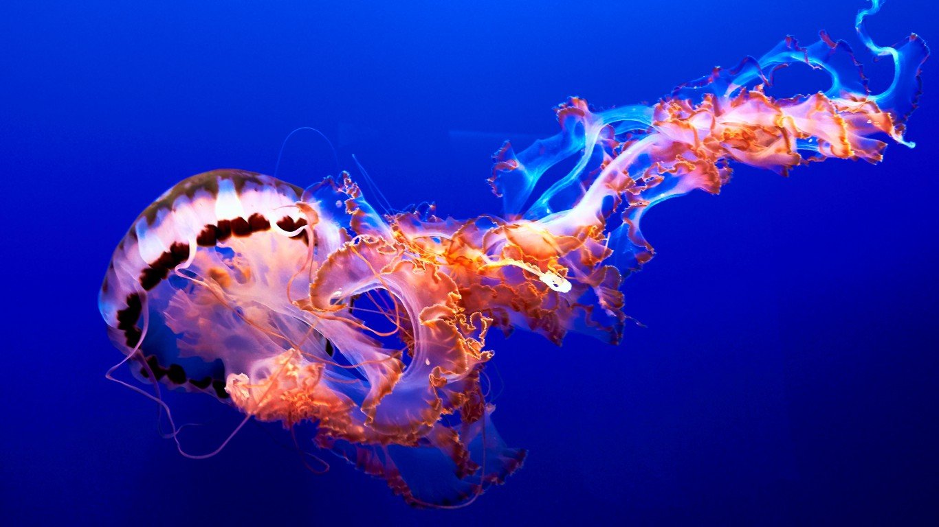 Jellyfish by Pedro Szekely