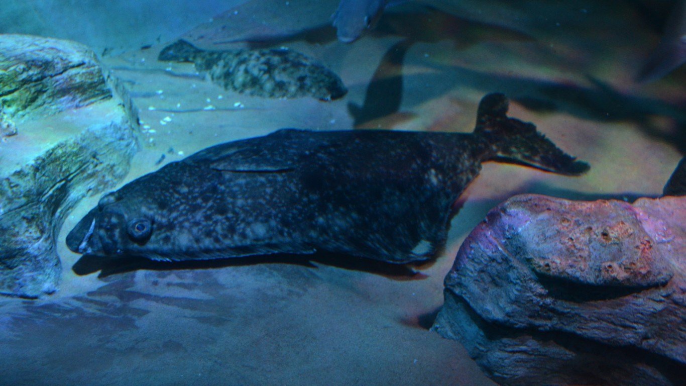 Atlantic Halibut is one of the largest flounders by shankar s.