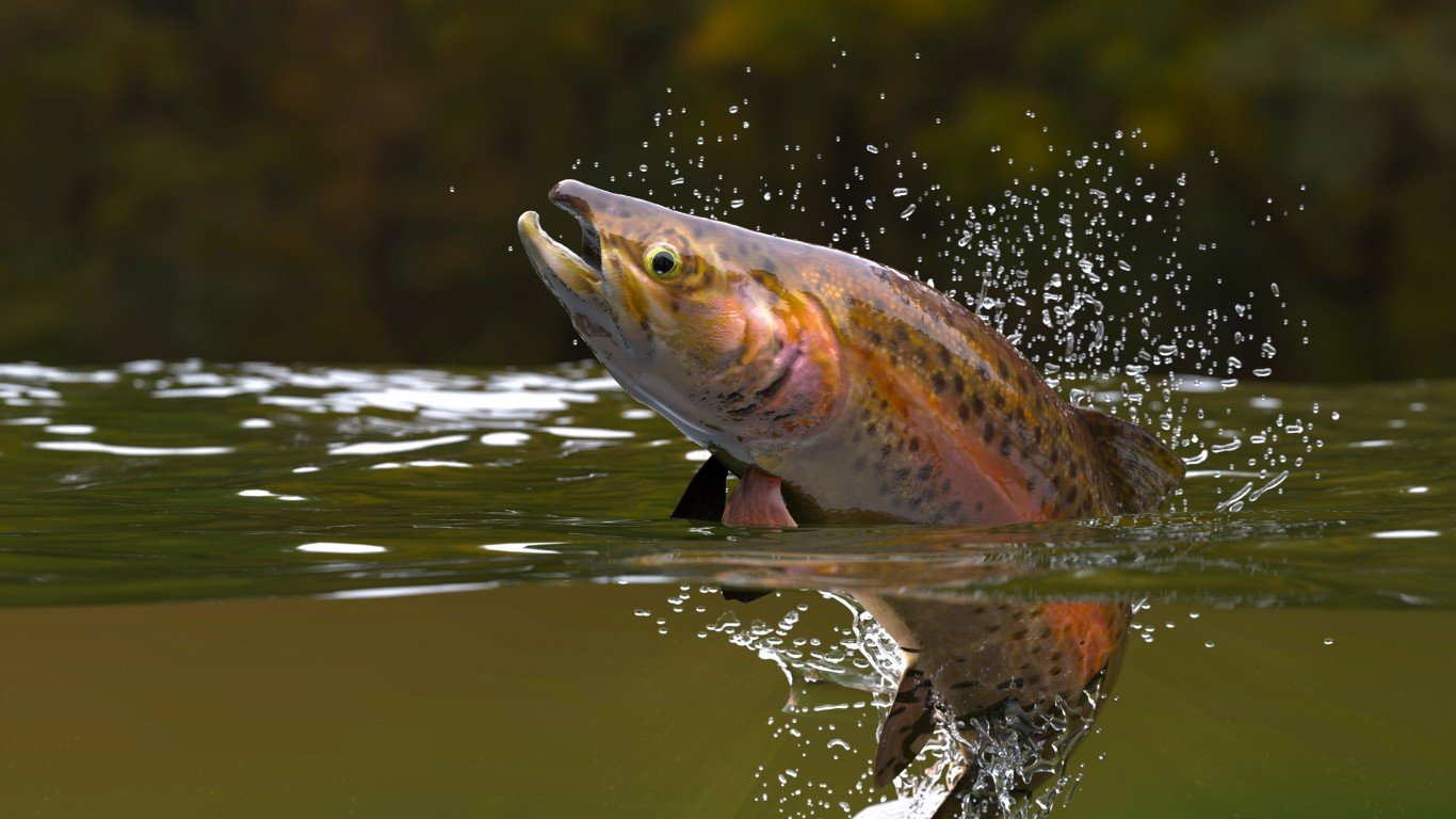 Brown trout jumping