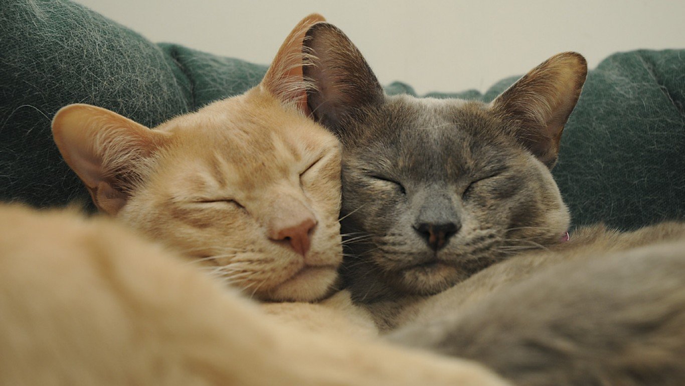 Burmese Cats cuddle by Sue Tupling