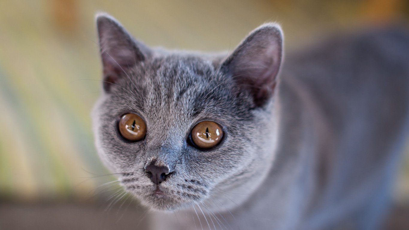 British shorthair cat by Iouri Goussev