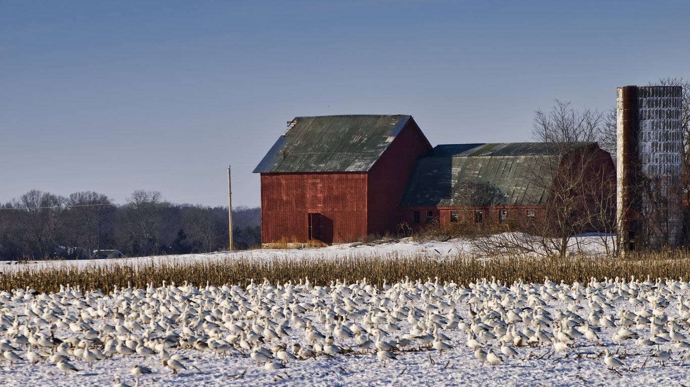 Snow Geese on a Snowy Farm by Jeff Weese