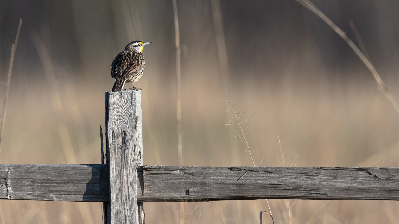 Eastern Meadowlark, Cedar Cree... by Lorie Shaull