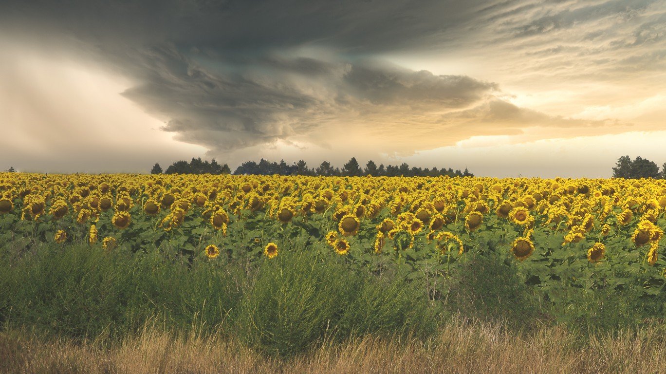 Kansas Sunflowers by G. Lamar