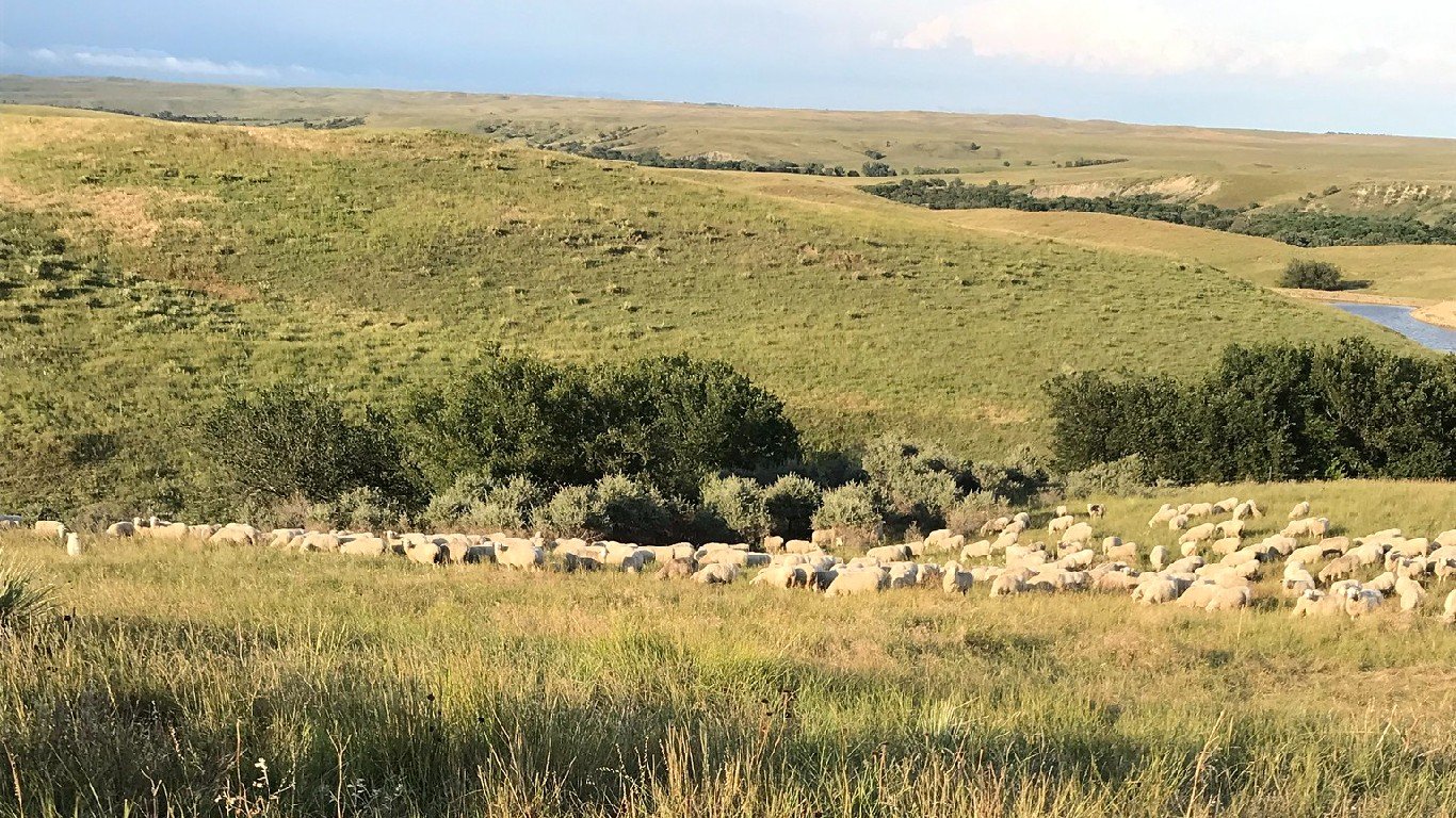 Managing for root rhizosphere with sheep by USDA NRCS South Dakota