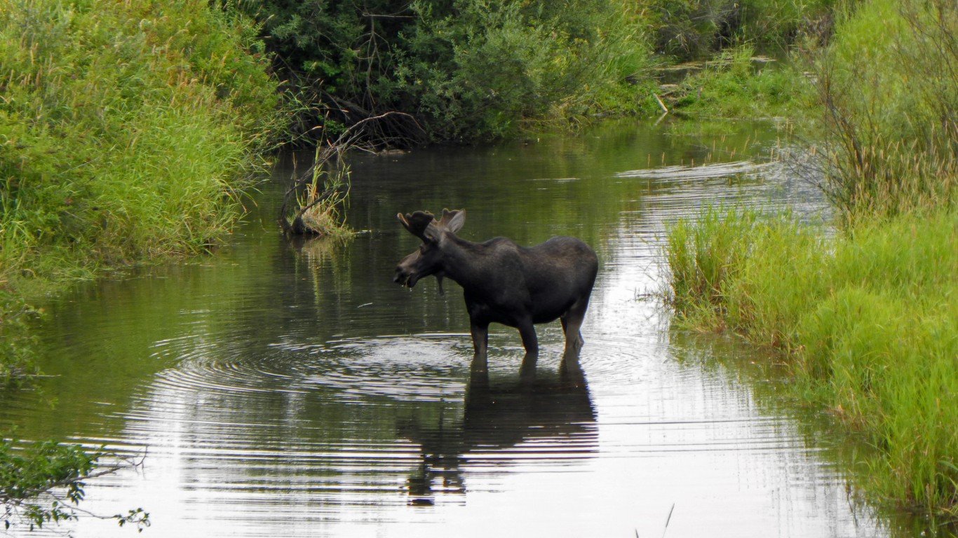 moose in creek 2 by Ken Ratcliff