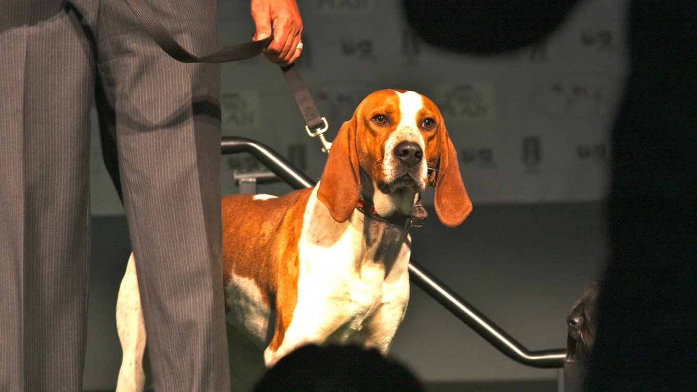 American English Coonhound by Petful