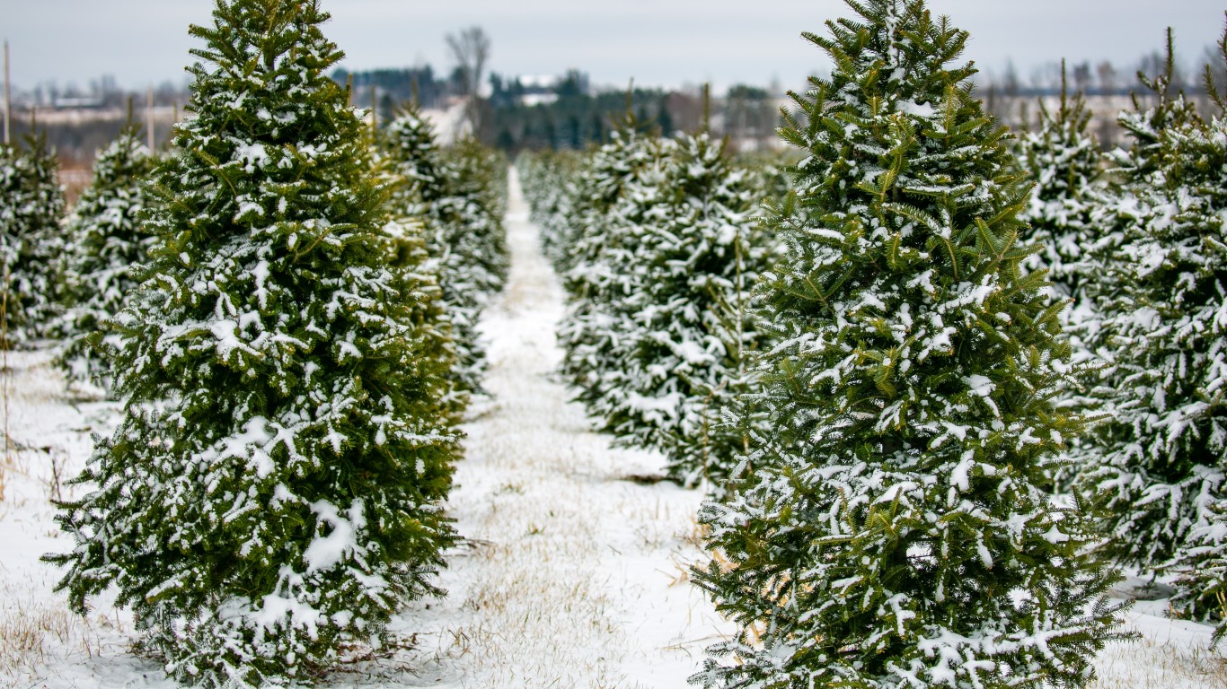 Fraser Fir - Kentucky Christmas Tree Association, USA