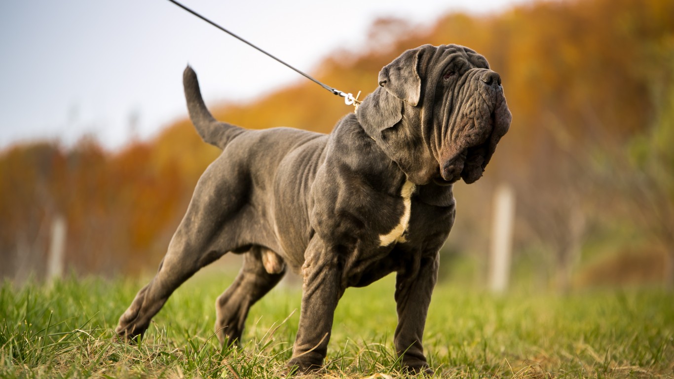 what is the biggest mastiff