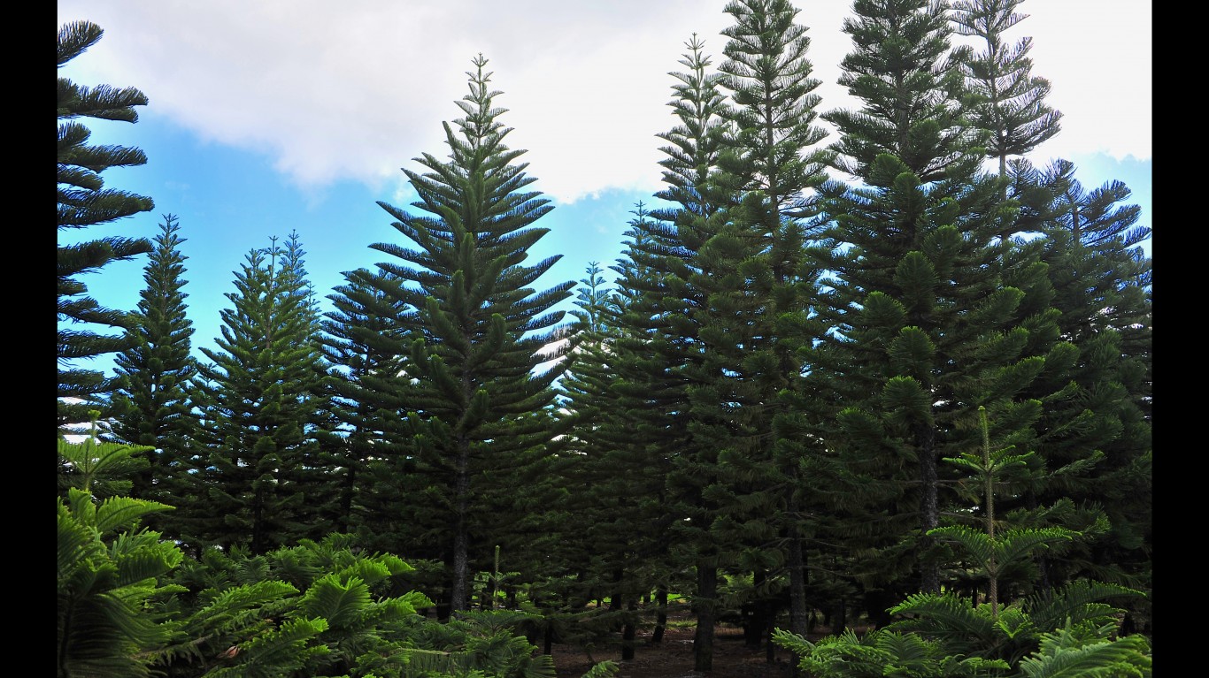 Hawaii_Christmas_Tree_3 by Ryan Stavely