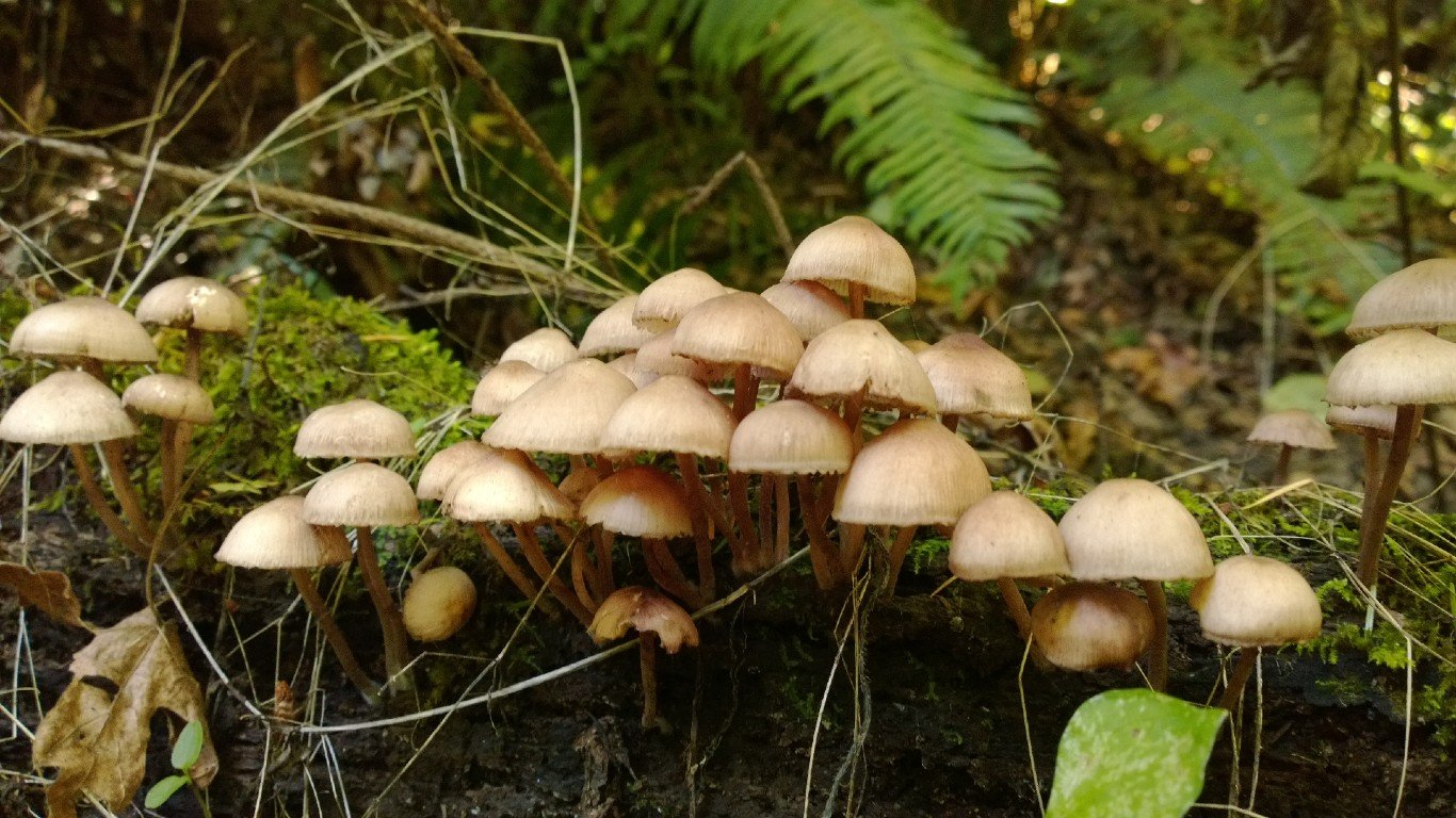 Forest Park, Portland, Oregon - White mushrooms (2013-09-09 14.22.19 by Jon Roberts) by Jon Roberts