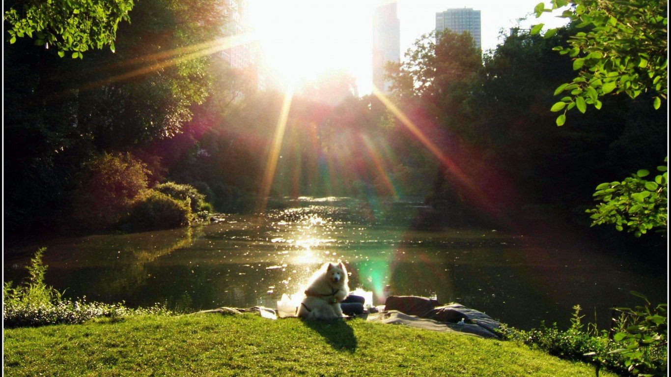Central Park "Dog in the Sun" by Tony Fischer
