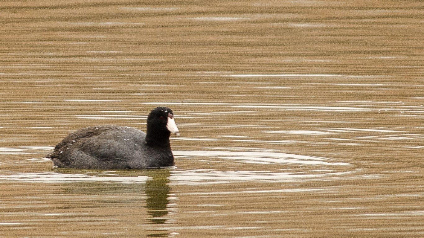 American Coot by Angelia Hardy