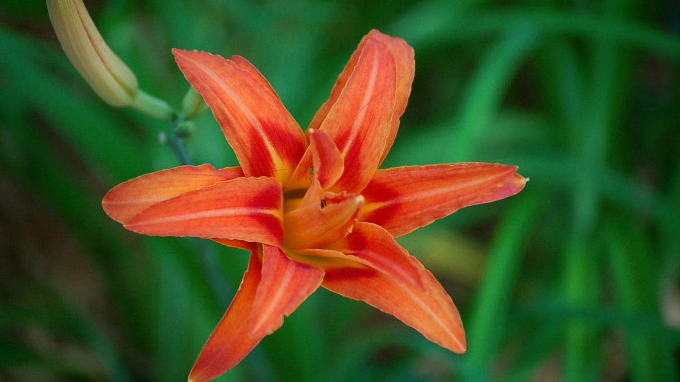 Orange Day Lily by Charles Bell