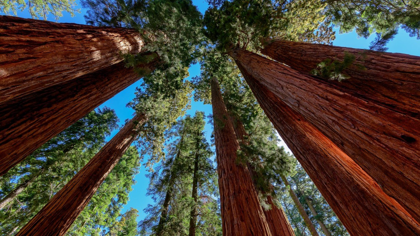 7 U.S. National Parks With the Most Incredible Trees