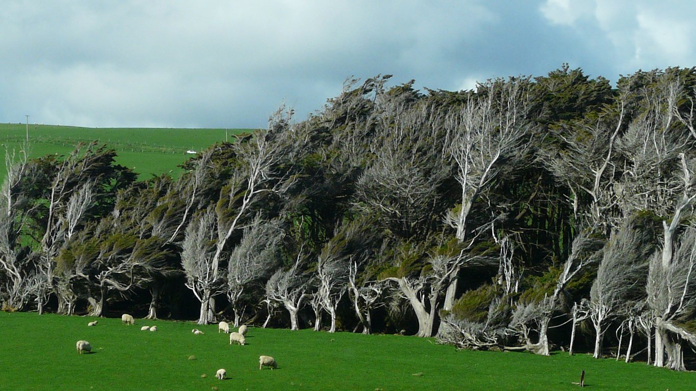 Slope point is the most Southerly point of the South Island. The ever present force of the Southerly winds carves the trees into surreal forms. - panoramio by grumpylumixuser