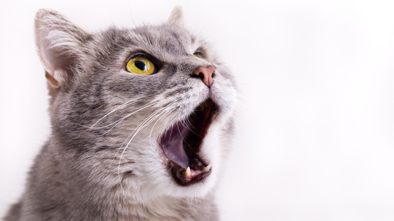 Кошка часто дышит ртом