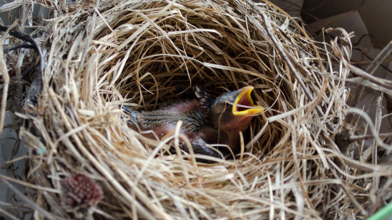 baby bird by Tim Pierce