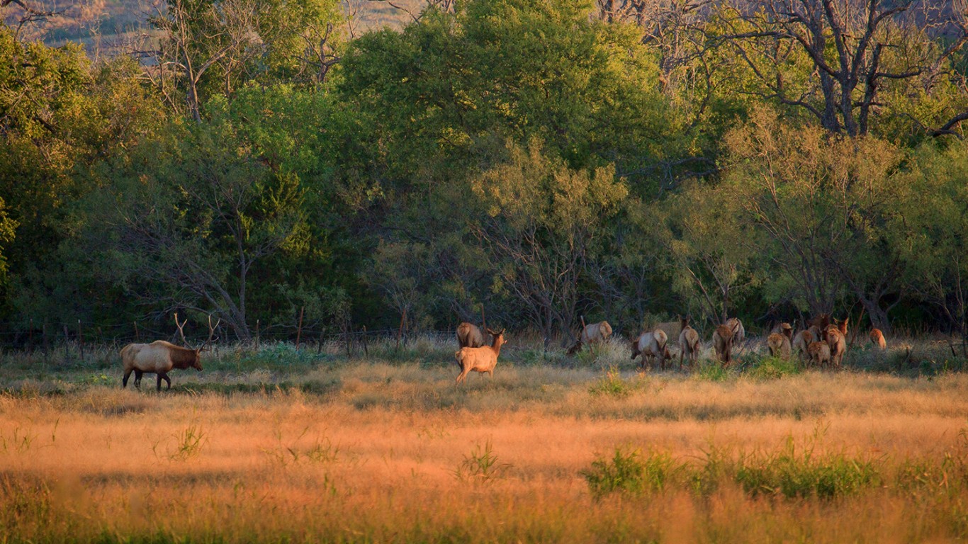 Early Morning Elk by Larry Smith