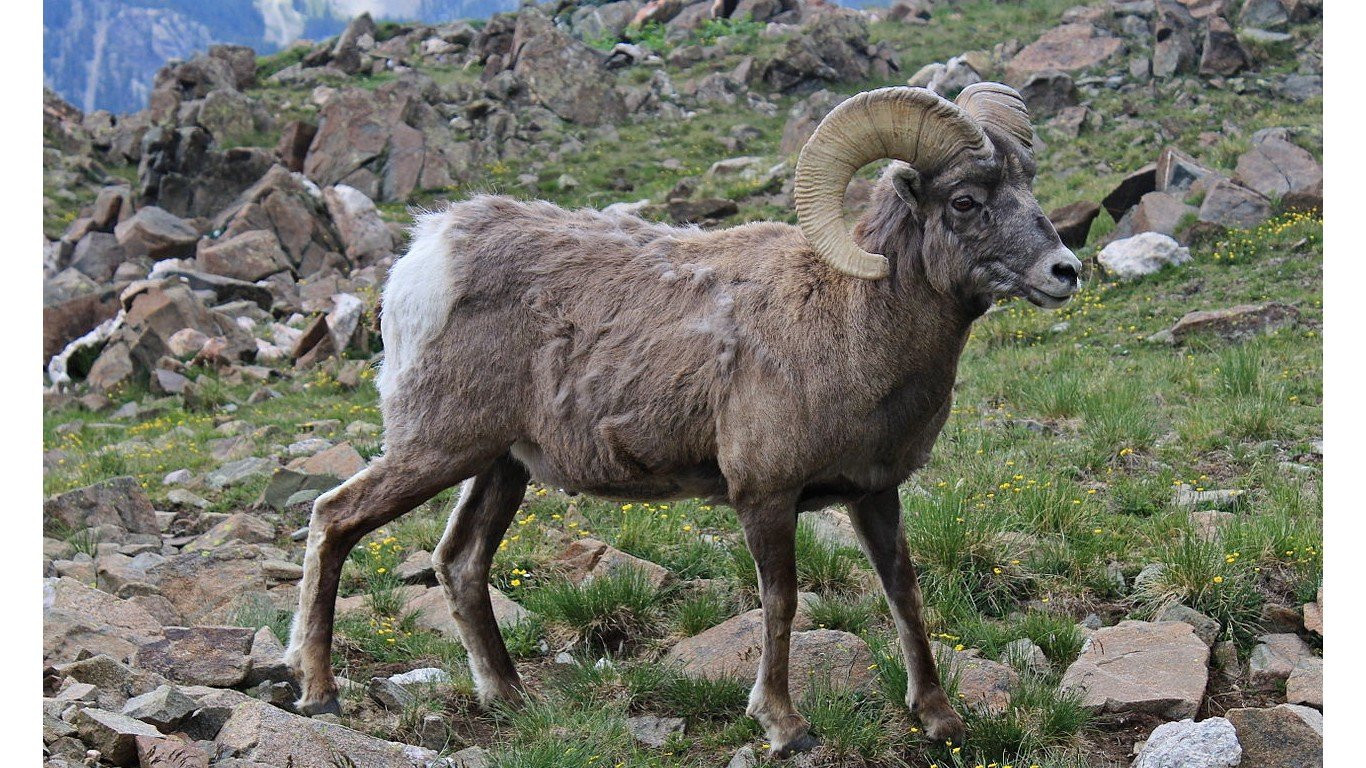 Bighorn Sheep by Jwanamaker