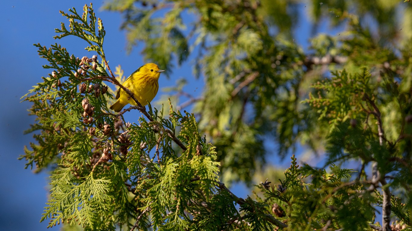 Yellow warbler, Cedar Creek Ec... by Lorie Shaull