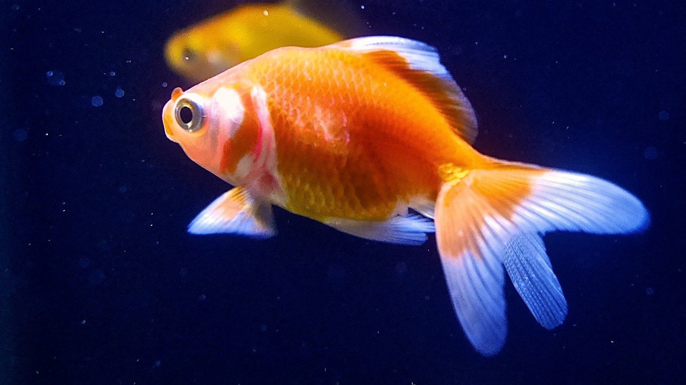 Goldfish by Martin Howard