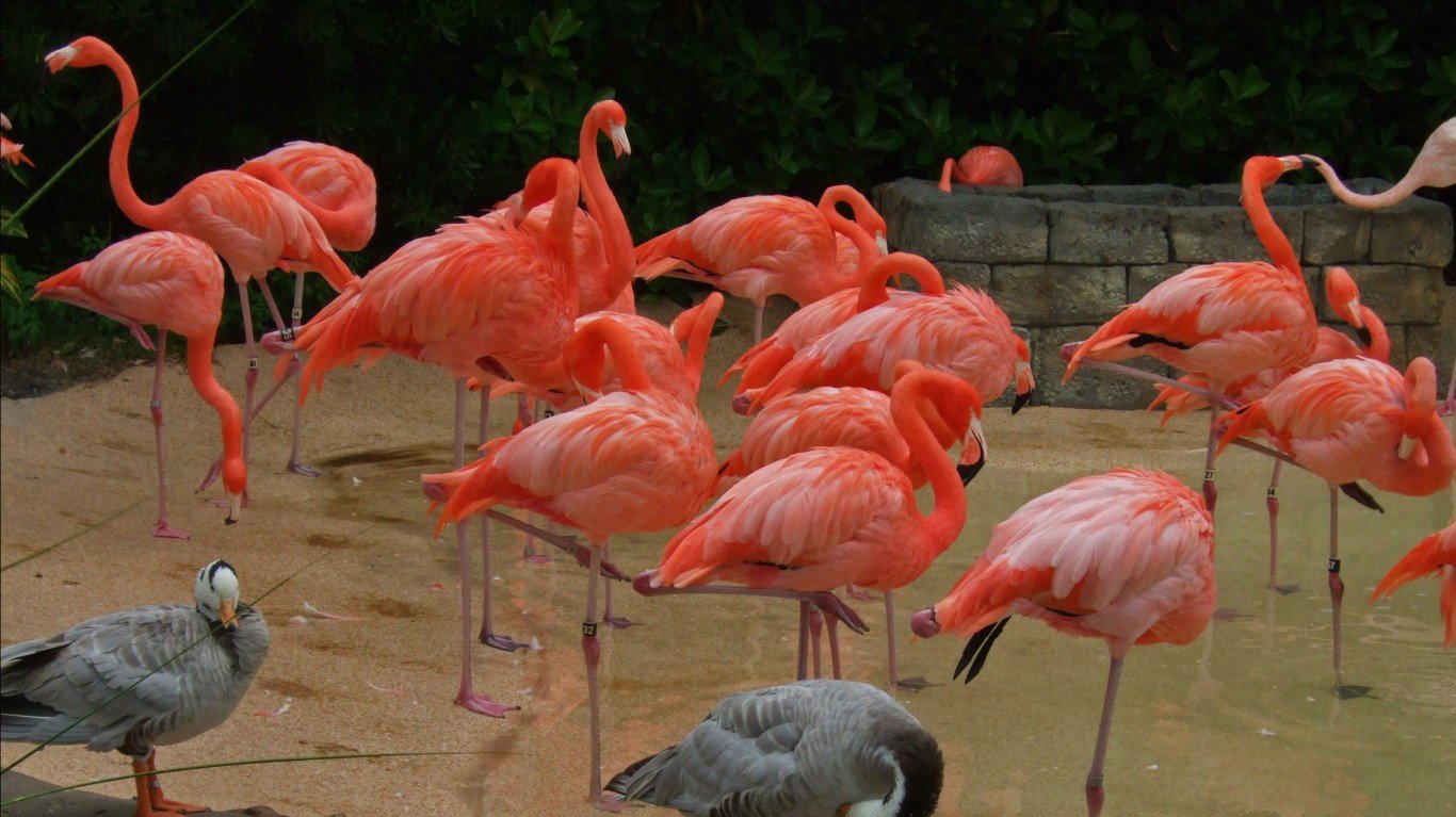 Flamingos by simon17964