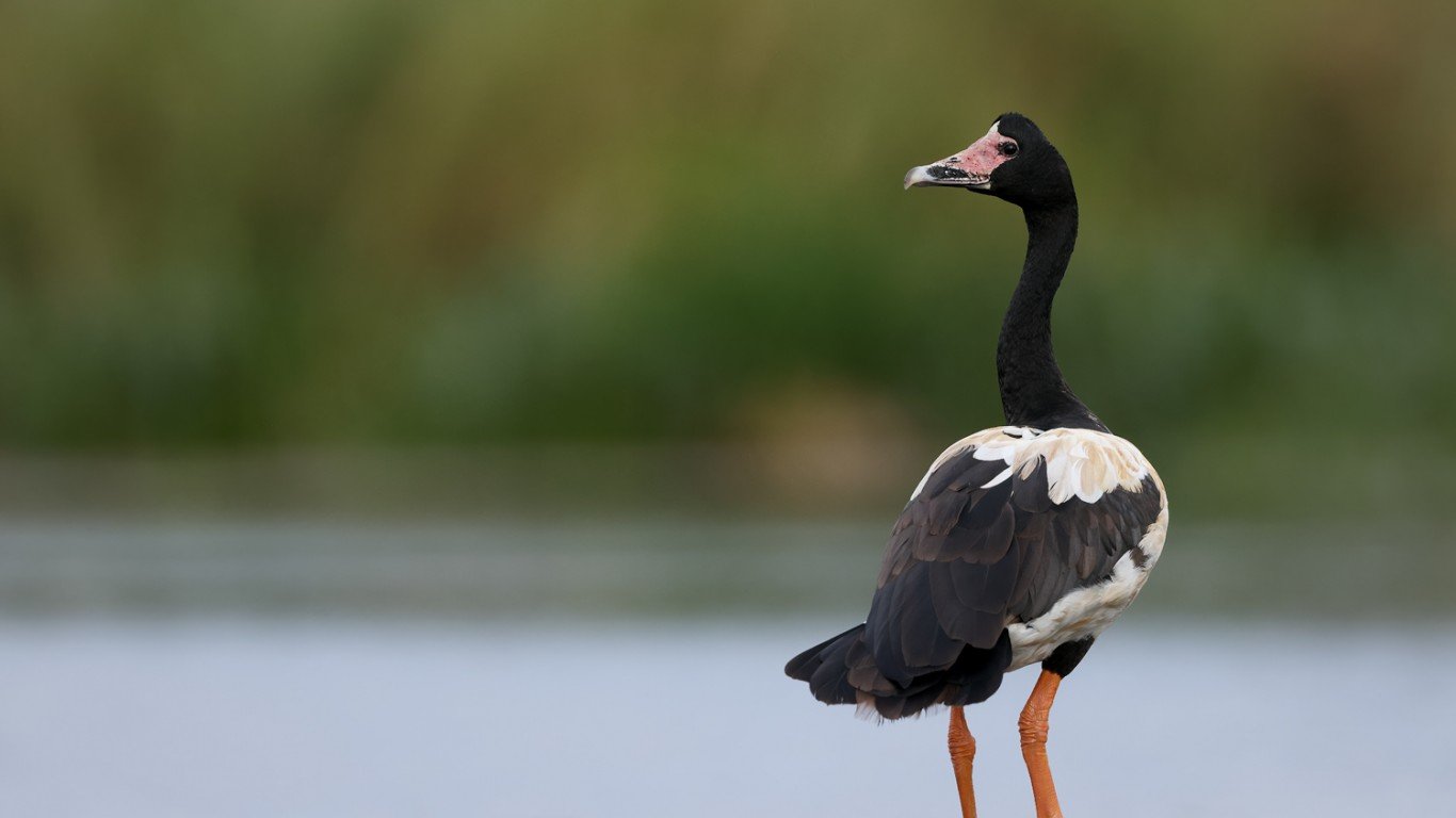 Magpie Goose (Anseranas semipa... by patrickkavanagh