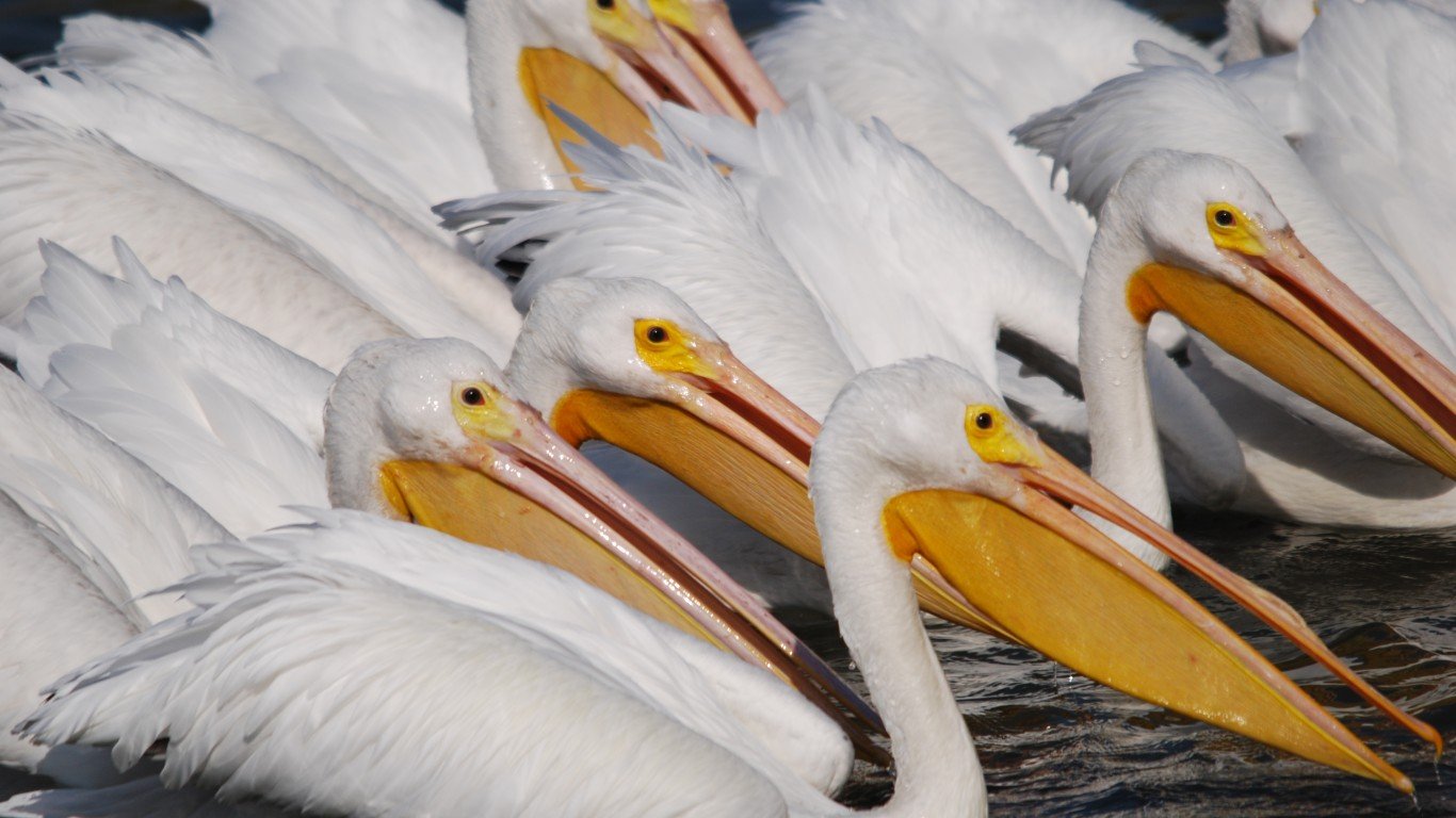 American White Pelican by David Slater