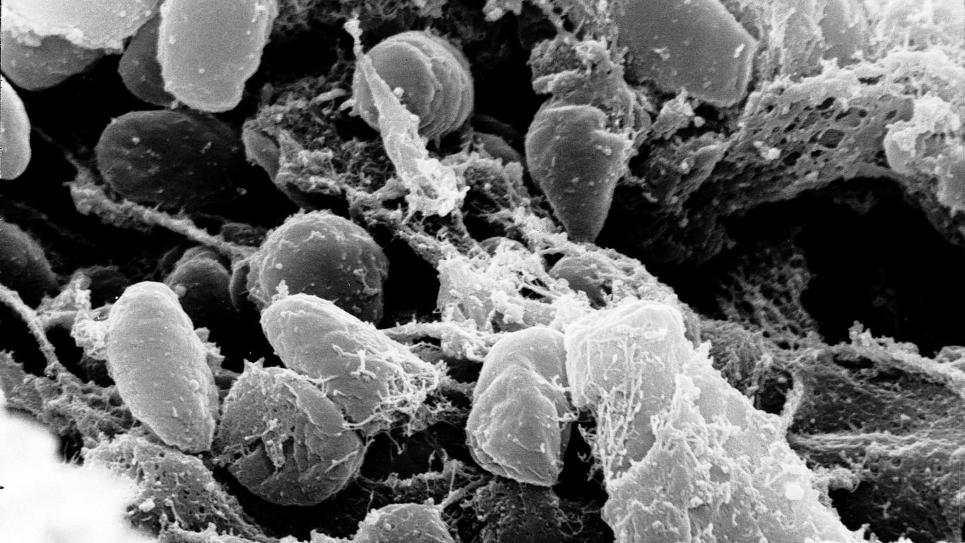 Yersinia pestis Bacteria by NIAID