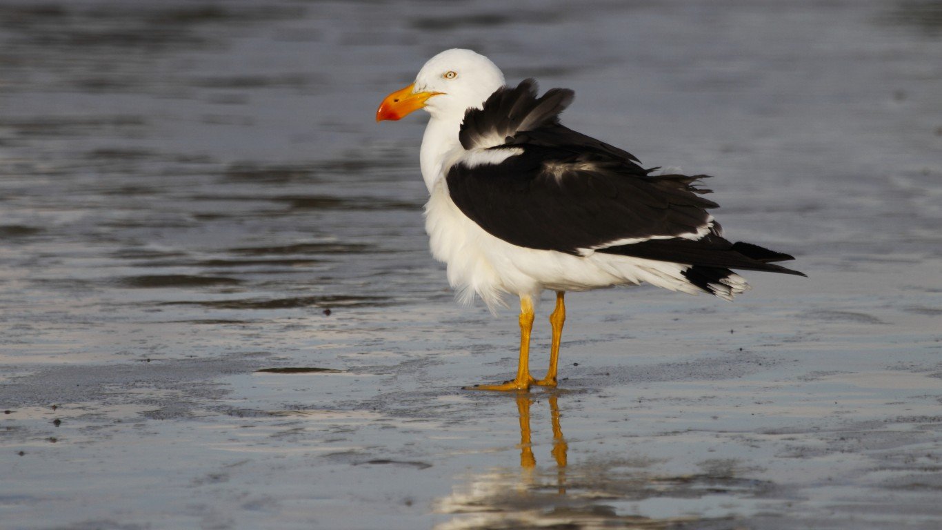 Pacific Gull by Ed Dunens