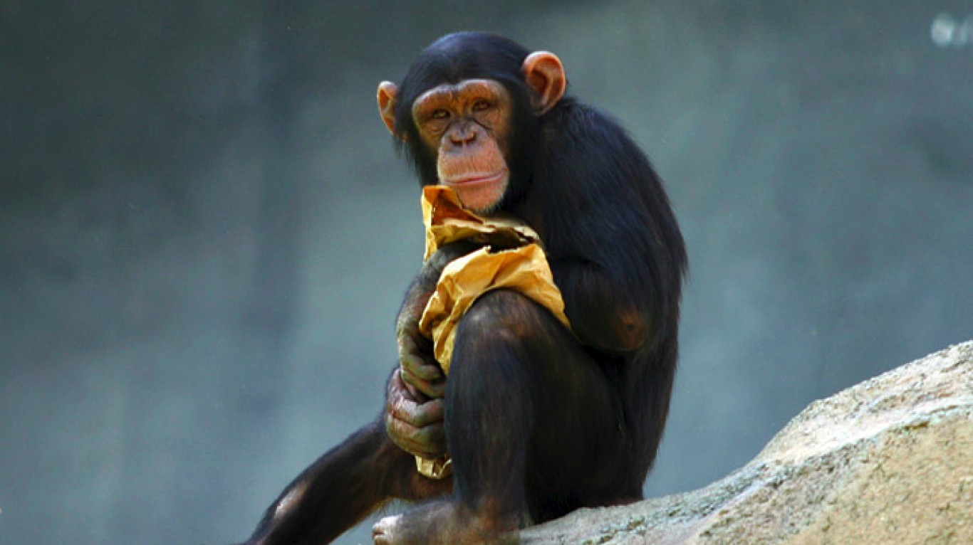 Chimpanzee by Aaron Logan