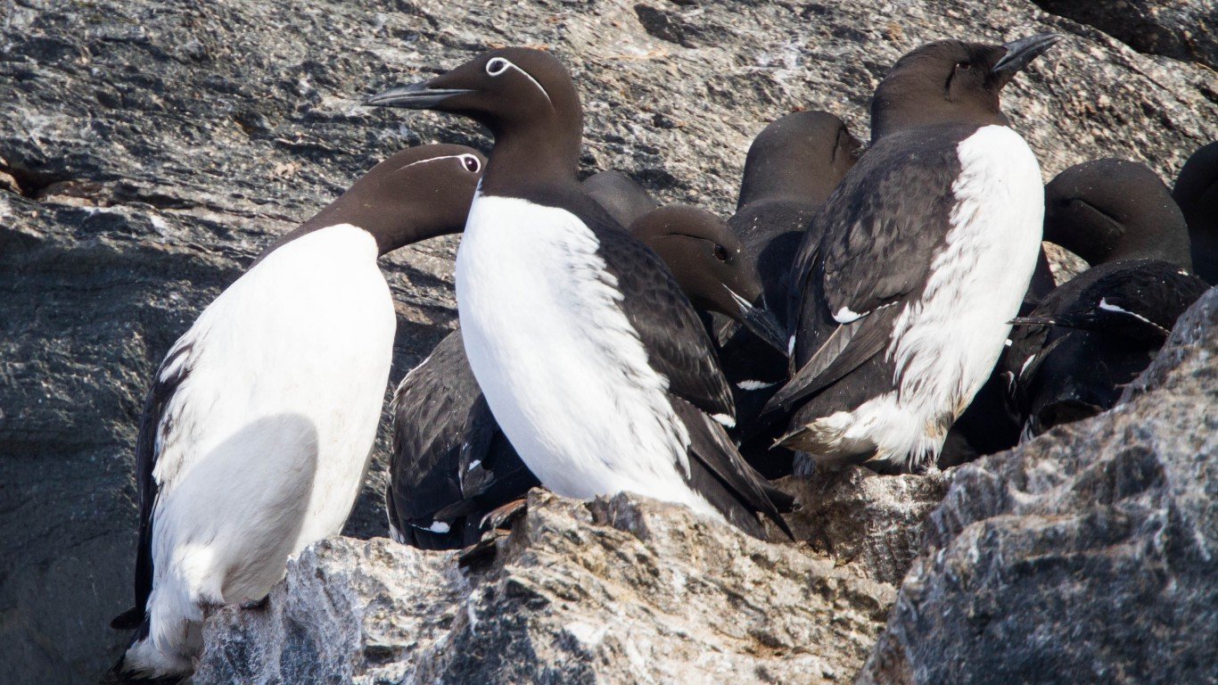 Common Murre (Uria aalge) by Ron Knight