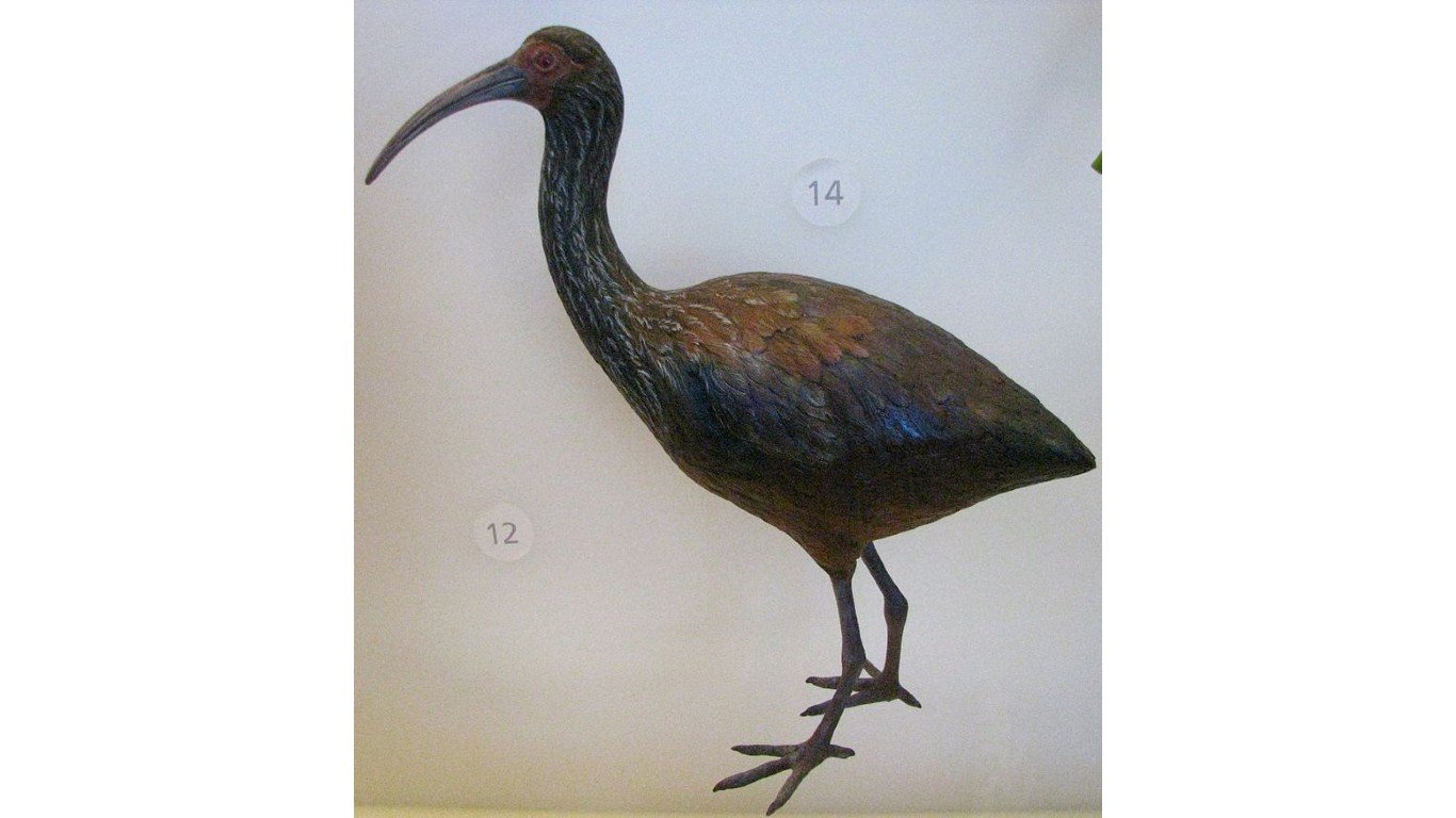 Apteribis sp by David Eickhoff from Pearl City, Hawaii, USA