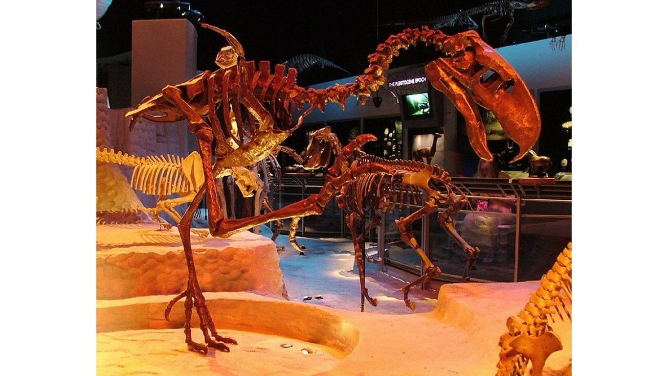 Skeleton of Titanis at the Florida Museum of Natural History by FunkMonk