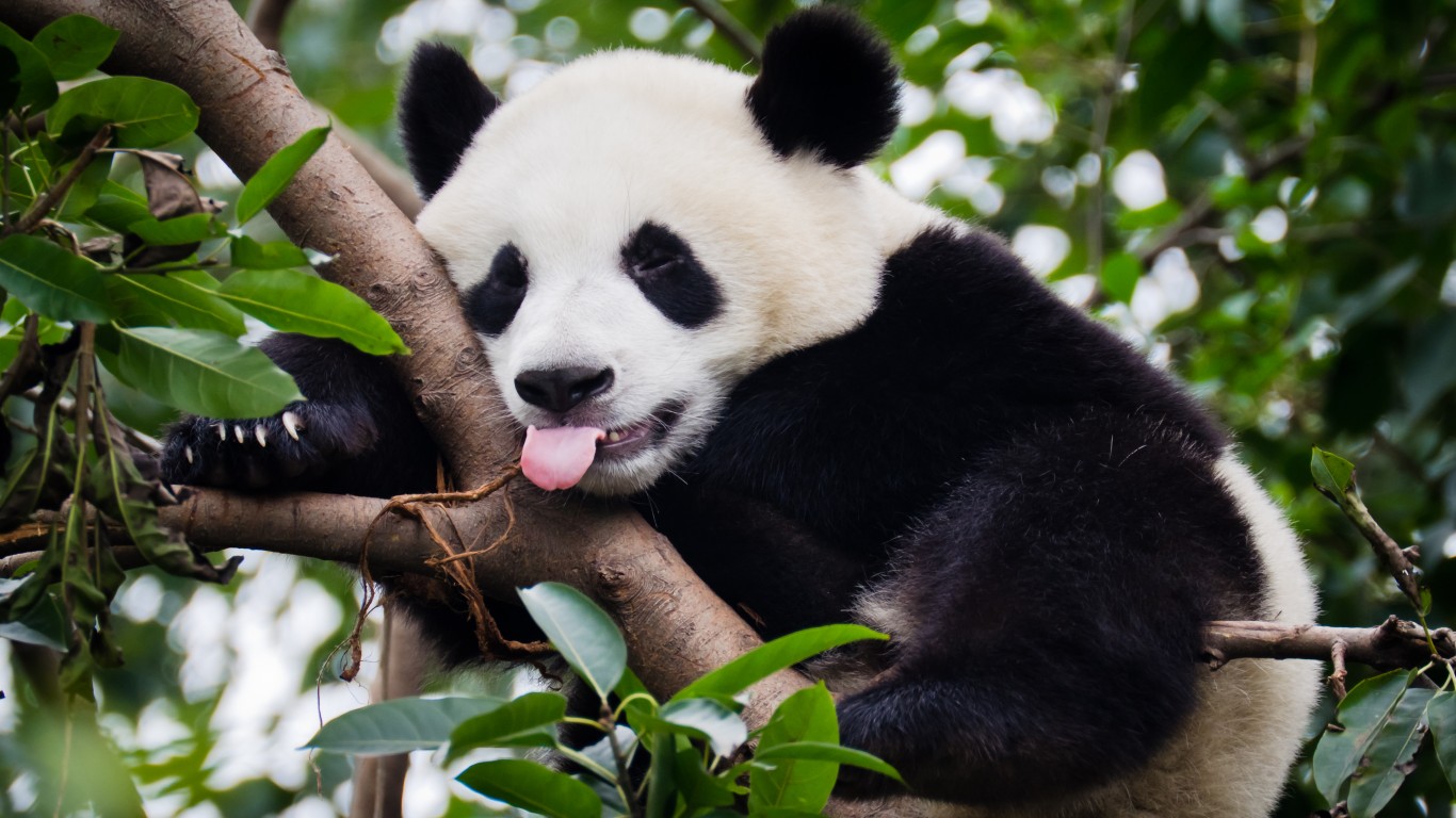 Panda in China