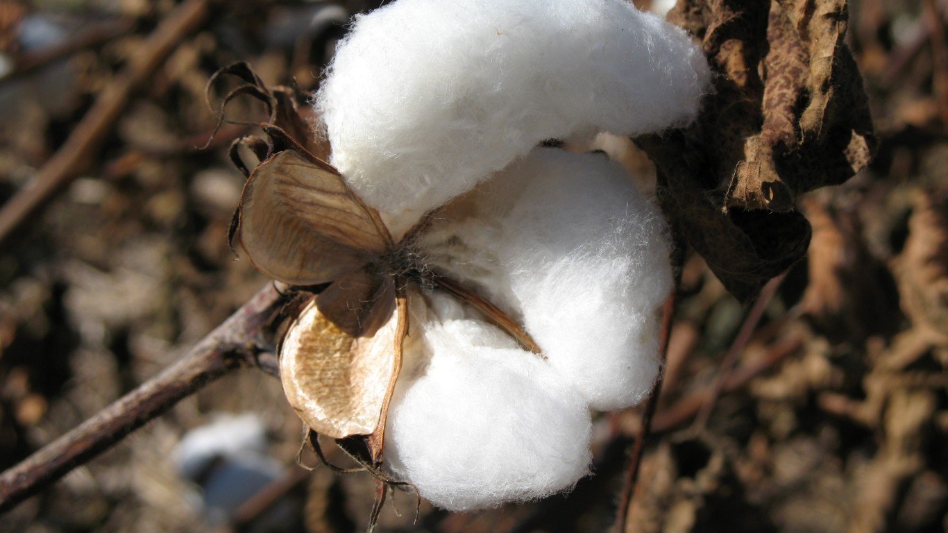cotton by bptakoma