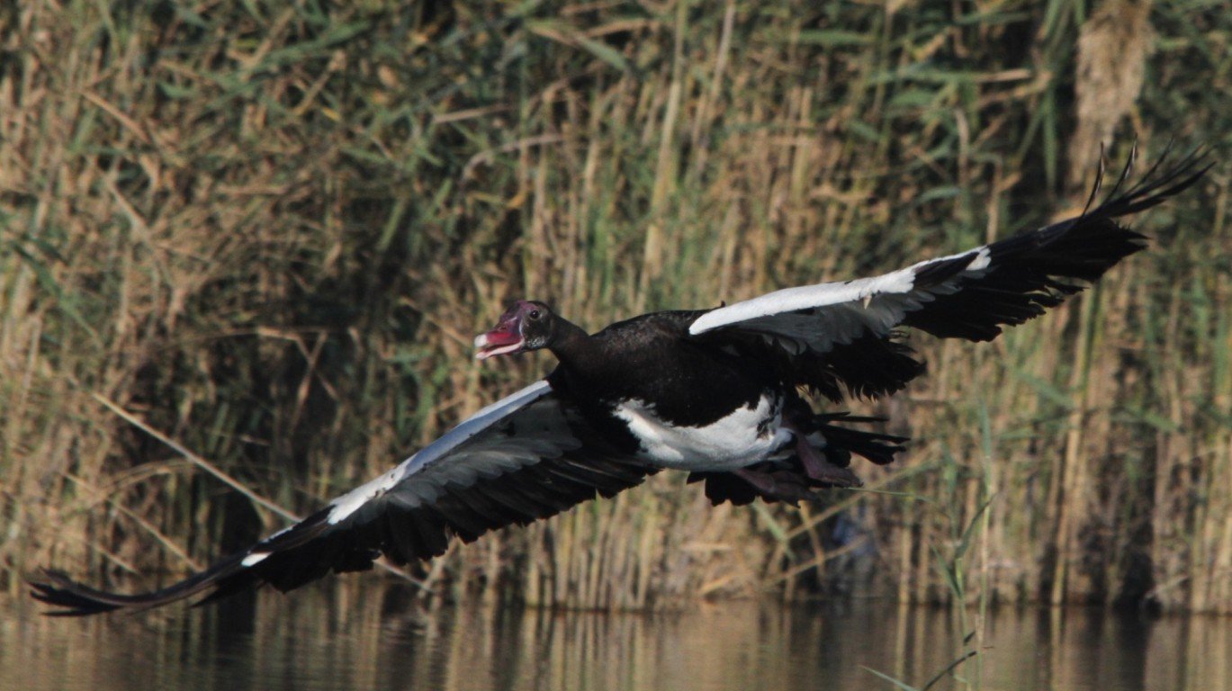 Spur-winged Goose, Plectropter... by Derek Keats