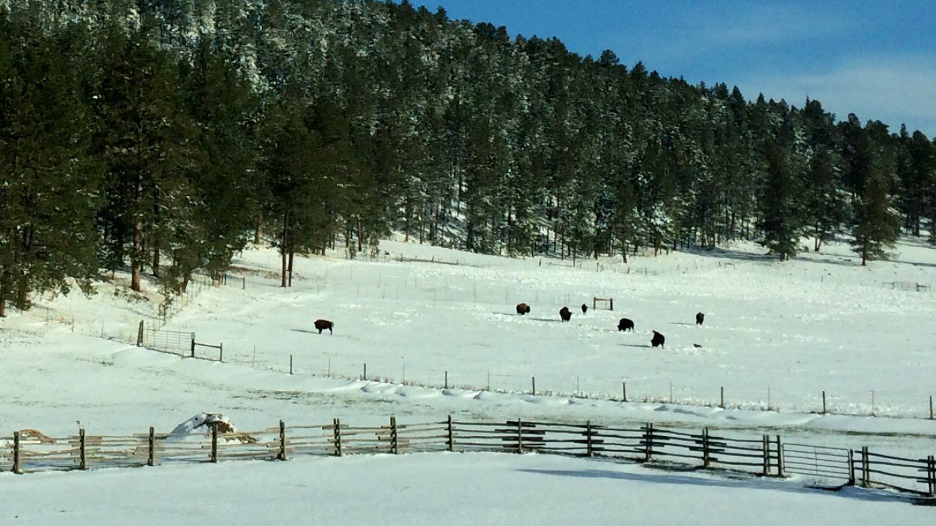 Wyoming Buffalo by tinyfroglet