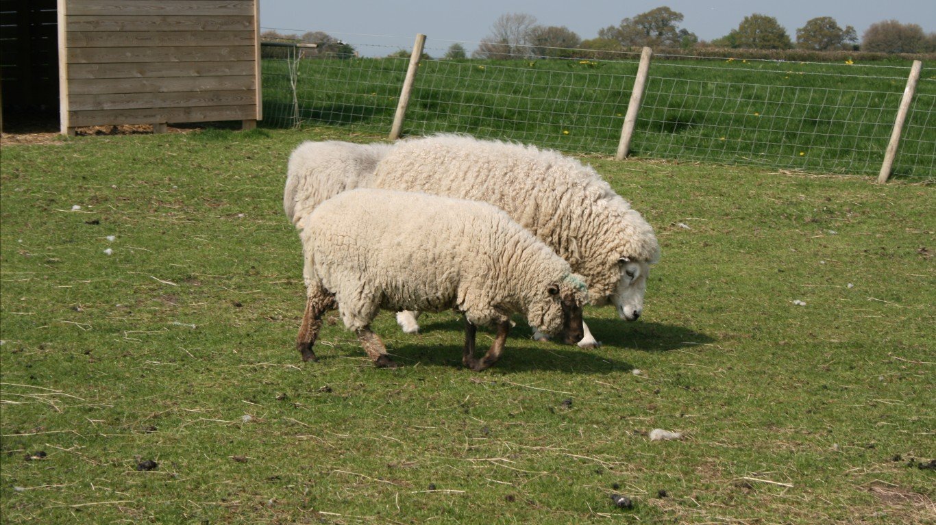 Sheeps by Stephen Fulljames